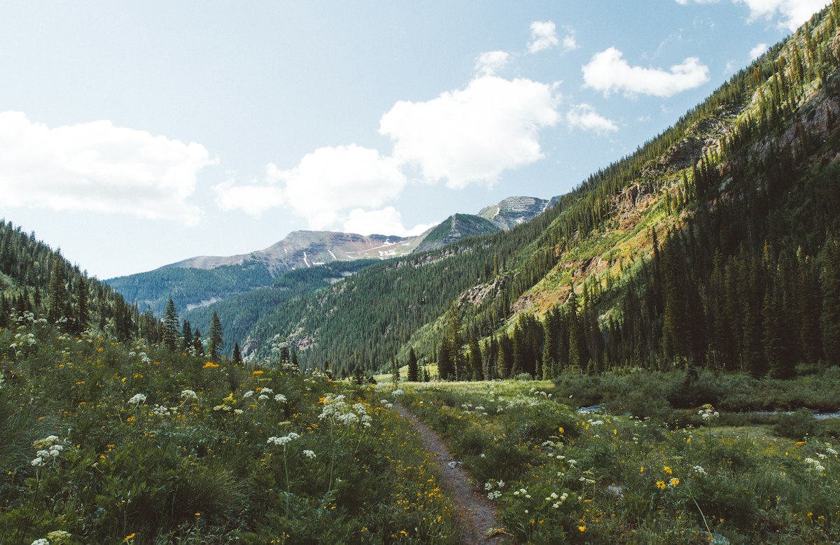 A dirt trail through a wildflower meadow in the mountains of Crested Butte, Colorado